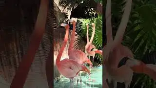 Royal Caribbean Cruise to Roatan Honduras. Flamingos Rock!!!