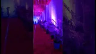#shorts Wedding Decor ।।Wedding Gate and Gallery decoration।। Shree Mahaakal Events and Decoration।।