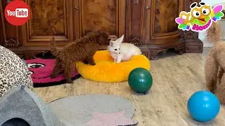 Щенку Юкки очень понравились лисьи ушки Тиффани.