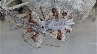 Esp&iacute;ritu del bosque (Phyllomorpha laciniata). El insecto m&aacute;s raro de todos. GONZALO.