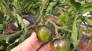 Garden Tour 3 - Good and Bad News
