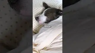 Signs Your Dog Might Not Be Feeling Well | PetMade