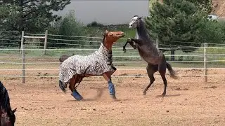 HORSE MATING | HORSES COURTSHIP | COURTSHIP RITUALS | ANIMAL COMMUNICATION |NATURE |  #horse #mating