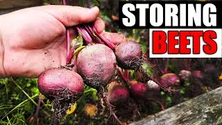 How To Store Your Beets - Garden Quickie Episode 179