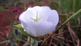 White evening primrose opening in 1 minute