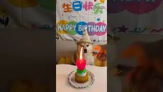 Pet Birthday Hats! 🎉🐾