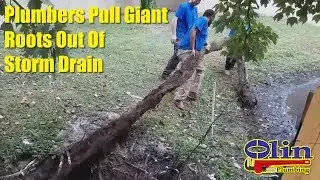 Plumbers Pull Giant Roots Out Of Storm Drain