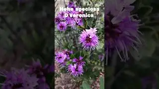 #hebe speciosa o #veronica es una planta arbustiva con hermosas flores  #shorts #shortvideo