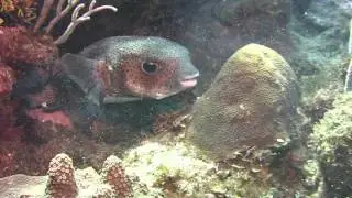 Puffer fish eating the coral reef.