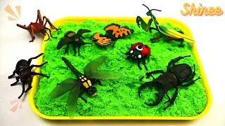Learn Insects for Kids | Fun Puzzle & Facts for Toddlers | Preschool Learning Adventure 🦋🐝🐞
