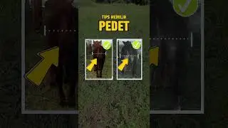 PEDETAN SUPER - MEMILIH BAKALAN SAPI YANG BAIK. Tips Memilih Sapi Bakalan/ Pedet. #peternakmuda
