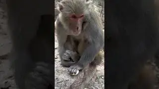 Funny monkey ll Do not like egg #viral#reels#shorts#video#trending