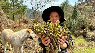 今天去山里摘了很多蕨菜，配着腊肉一起炒真是太好吃了 I picked a lot of ferns today to eat