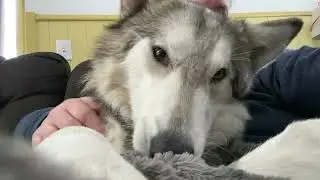 Missy snuggling and chewing on mom. 