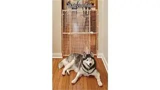 MidWest Homes Pet Gate Review: The Ultimate Solution for Safe and Easy Pet Containment.