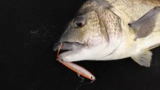 BREAM ON TOPWATER || INFEET SLIPPERY DOG 65F