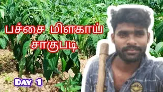 🍃பச்சை மிளகாய் சாகுபடி 🌿(Day 1 ) / நான் உங்கள் விவசாய நண்பன் 🍂✨
