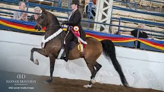 SOLD. Half-Arabian Country Pleasure Horse For Sale