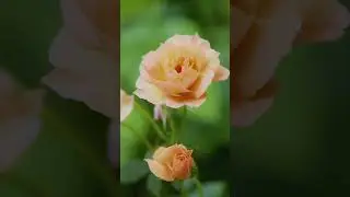 GardenFit - Storytelling through Garden Photography with Marion Brenner