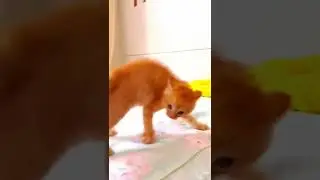 Cat who crab walks| Funny cats 😻🤣🤣