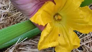 Hand Pollinate Your Garden (No Bees? No Problem!)