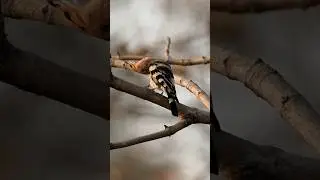Nothing is more amazing than nature #birdwatching #funny #wildlife #nature #bbc