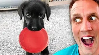CUTEST ANIMALS On TikTok You'll Ever Watch!