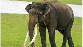 कलिंगा हाथी बंगाल Kalinga Elephant (West Bengal) #shortsviral #wildlife #masaimara #jangalvillage