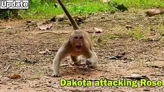 Oh no no, Why like this?Naughty Dakota try follow attacking Rose for escape from big monkey bite her