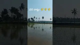 vari naatlu #nature #village #ytshorts #shortsfeed #trendingshorts #shorts #trending #sankranthi #ab