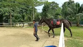 Throwback 4 Jan 2023 Rayyan & Ferrari #horse #horselover