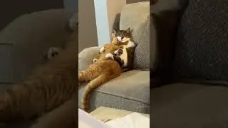 Watch This Playful Kitten's Funniest Moments!#KittenFun #FunnyCats #CatLovers