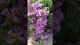 Garlic vine flower💜| রসুন লতা #trendingshorts #garden #viralvideo #flowergarden