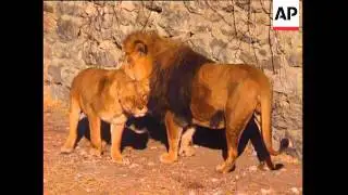 Taliban Rebels Ready to Launch Offensive on Kabul, Kabul Zoo Numbers Among the War's Many Victims, G