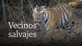 ¿Cómo es vivir rodeado de tigres en India?