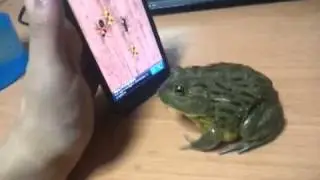 My pet frog loves the ants on my cell phone