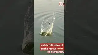 see how rescue snake from fish pond #snake