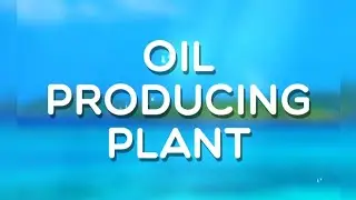 Oil producing plant, Level 240, Word Crush Answers, 4k.