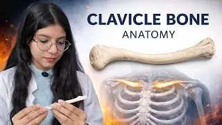 Clavicle Bone Anatomy | Features, Ends & Joints | @bptwithmamta  