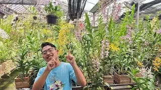 🔴LIVE KEBUN ‼️ Sale obralan murah meriah anggrek koleksi spesial dikebun🥳