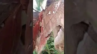 it's mating season of atlas moths the giants of the insect world  #moths#catterpillar #naturebeauty