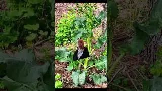 Foraging for Dock -Rumex crispus
