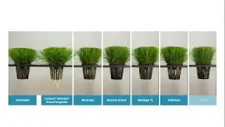Intrinsic&reg; Brand Fungicides: The Power Within