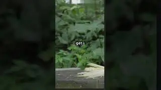 Let's learn about monkeys