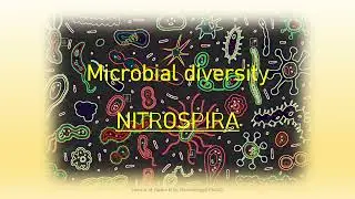 Nitrospira - Microbial diversity.