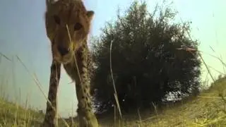 DU DARE