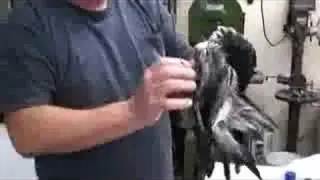 Taxidermy step-by-step