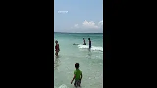 Bear seen swimming at Destin Beach