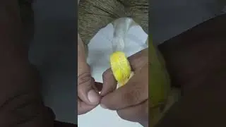 how to put ring in lovebird leg #fypシ #lovebirds #birds