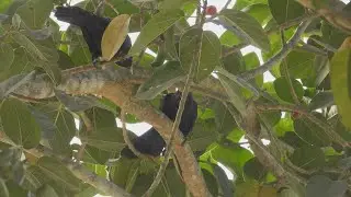 Asian Koel Bird Song